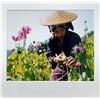 Image 2 : Lam Duc Hien Laos Rï¿½gion du triangle d'or Travel Flowers Asia Nature