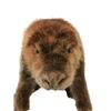 Image 10 : Life Size SFX Beaver Water Version Puppet Movie Props