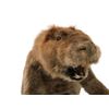 Image 9 : Life Size SFX Beaver Water Version Puppet Movie Props