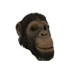 Image 1 : Ed Chimpanzee Animatronic Head Movie Props