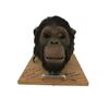 Image 2 : Ed Chimpanzee Animatronic Head Movie Props