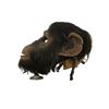 Image 4 : Ed Chimpanzee Animatronic Head Movie Props