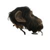 Image 6 : Ed Chimpanzee Animatronic Head Movie Props