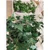 Image 1 : greenery, and wreath