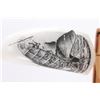 Image 5 : Scrimshawed Teeth.