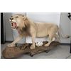 Image 1 : African Lion Full Body Taxidermy Mount