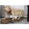Image 2 : African Lion Full Body Taxidermy Mount