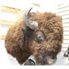 Taxidermy Buffalo Mount