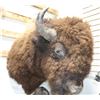 Image 2 : Taxidermy Buffalo Mount