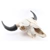 Image 2 : Buffalo Skull Mount