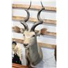 Image 1 : Taxidermy Greater Kudu Mount