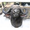 Image 1 : Taxidermy Cape Buffalo Mount