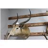 Image 1 : Taxidermy Pair of Impala Mounts