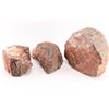 Image 2 : Lot of 3 Pieces of Rainbow Petrified Wood.