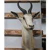 Image 1 : Taxidermy Springbok Mount
