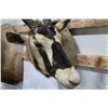 Image 2 : Taxidermy Elan Mount