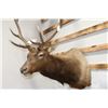Image 2 : Taxidermy Elk Shoulder Mount