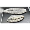 Image 1 : 8" ORTHOCERAS FOSSIL LISTED RETAIL $450 & 4.9" ORTHOCERAS FOSSIL LISTED RETAIL $450