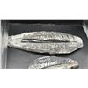 Image 2 : 8" ORTHOCERAS FOSSIL LISTED RETAIL $450 & 4.9" ORTHOCERAS FOSSIL LISTED RETAIL $450