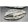 Image 3 : 8" ORTHOCERAS FOSSIL LISTED RETAIL $450 & 4.9" ORTHOCERAS FOSSIL LISTED RETAIL $450