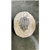 Image 1 : FOSSILIZED TRILOBITE SPECIMEN