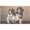 Image 8 : 8 Real Photo Cats & Dogs Postcards by Rotograph