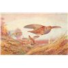 Image 1 : Set of 6 Tuck " British Game Birds" Postcards