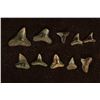 Image 1 : 10 SHARK TEETH, HEMIPRISTIS SERRA, MIOCENE ERA