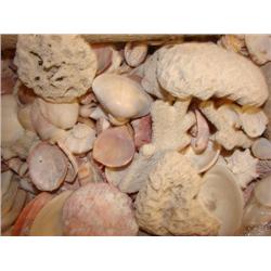 8 boxes FULL of seashells