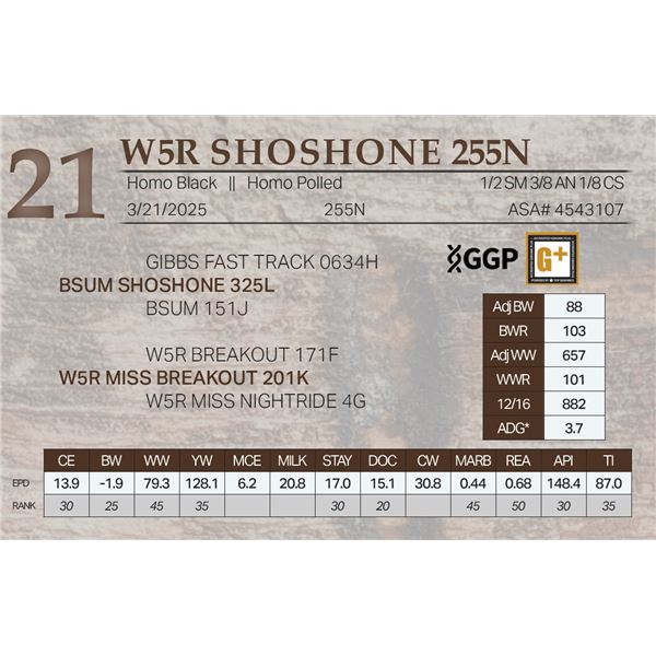 W5R SHOSHONE 255N