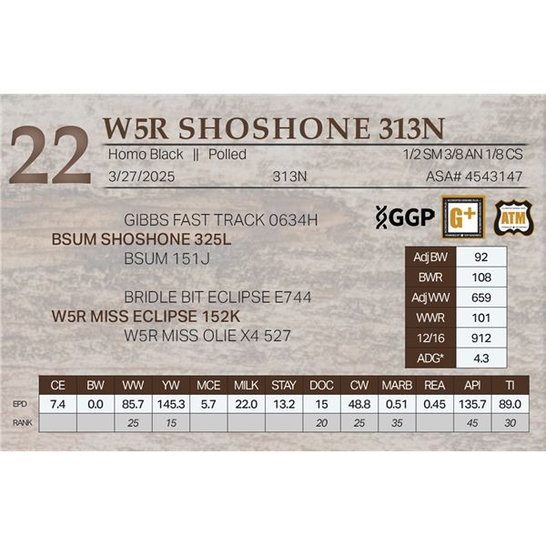 W5R SHOSHONE 313N