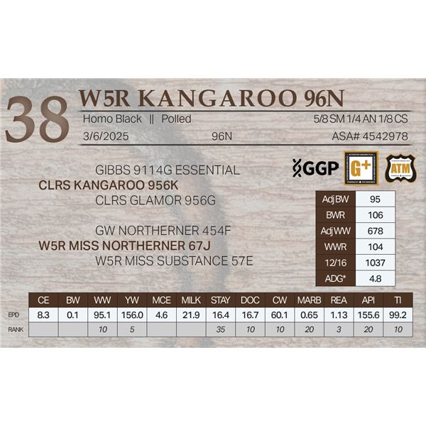 W5R KANGAROO 96N