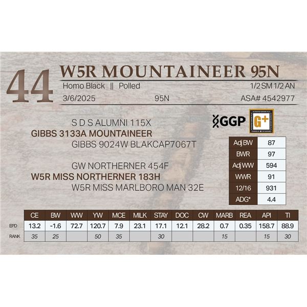 W5R MOUNTAINEER 95N