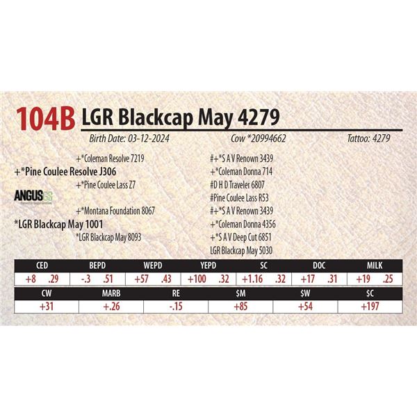 LGR Blackcap May 4279