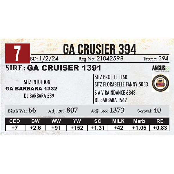 GA Crusier 394