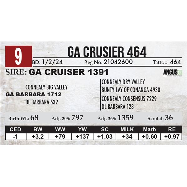 GA Crusier 464