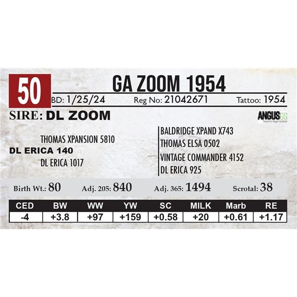 GA Zoom 1954
