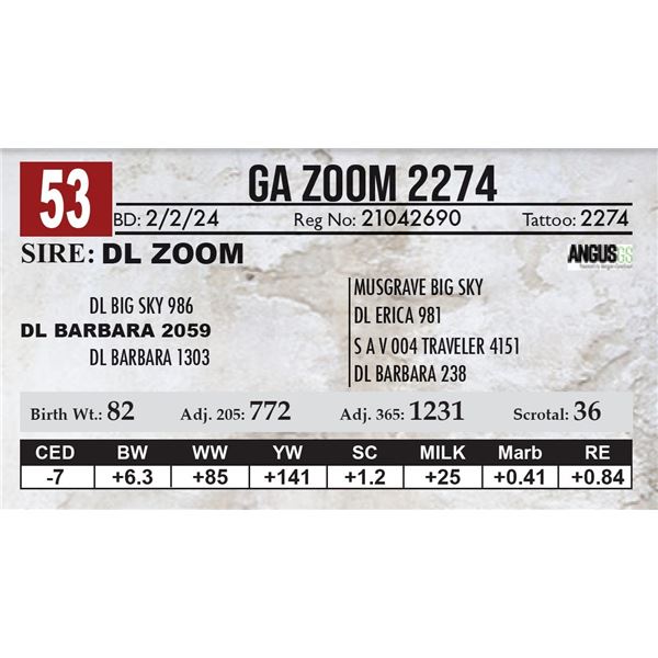 GA Zoom 2274