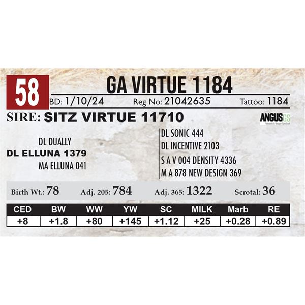 GA Virtue 1184