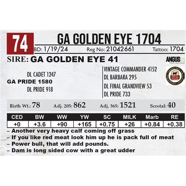 GA Golden Eye 1704