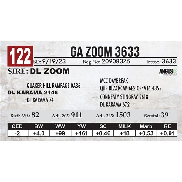 GA Zoom 3633