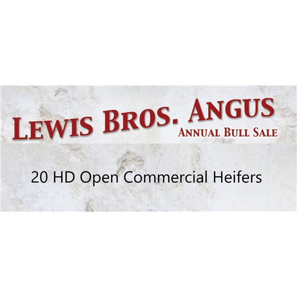 23 HD Open Commercial Heifers
