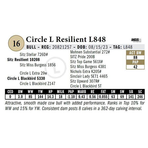 Circle L Resilient L848