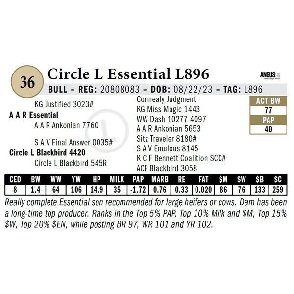 Circle L Essential L896