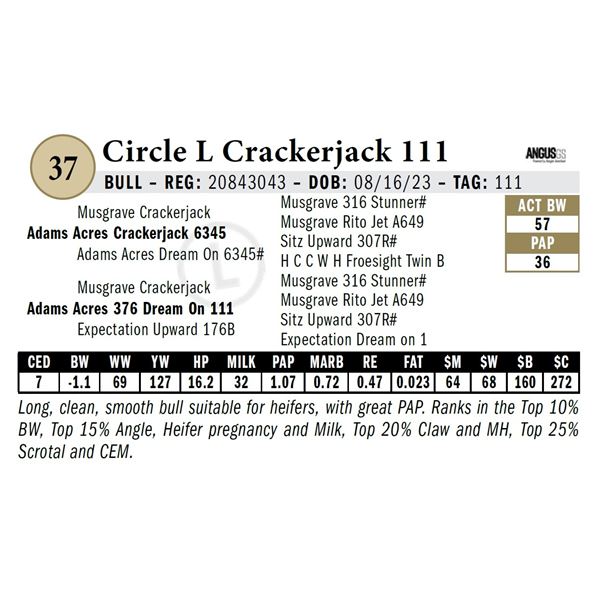 Circle L Crackerjack 111