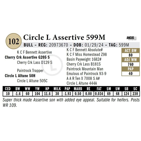 Circle L Assertive 599M