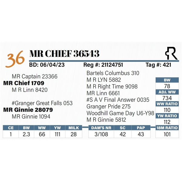MR Chief 36543