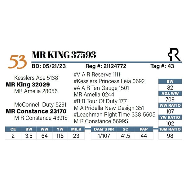 MR King 37593