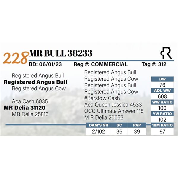 MR Bull 38233