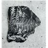 Image 1 : Carboniferous Fern Fossil